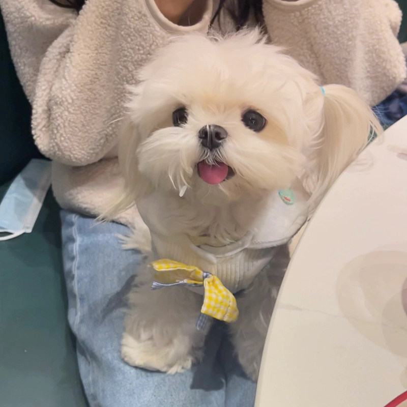 赛级纯种马尔济斯犬韩版小体韩系茶杯马尔济斯幼犬小型犬北京犬舍