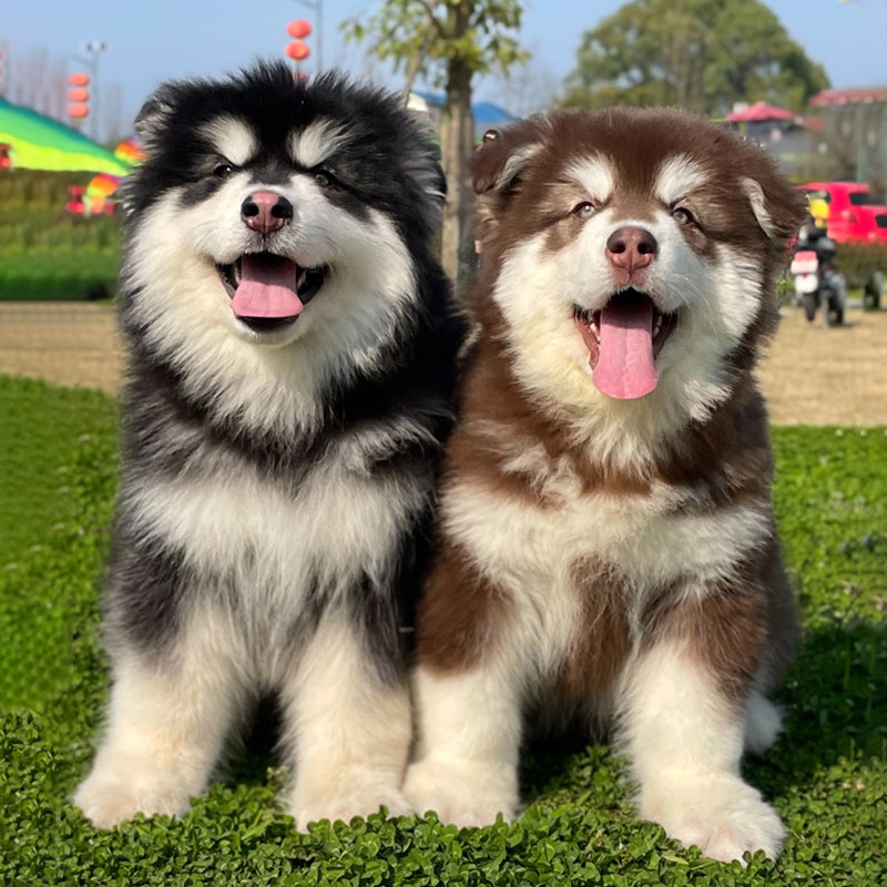 纯种阿拉斯加犬熊版阿拉斯加幼犬雪橇犬哈士奇宠物狗活体狗狗萨摩
