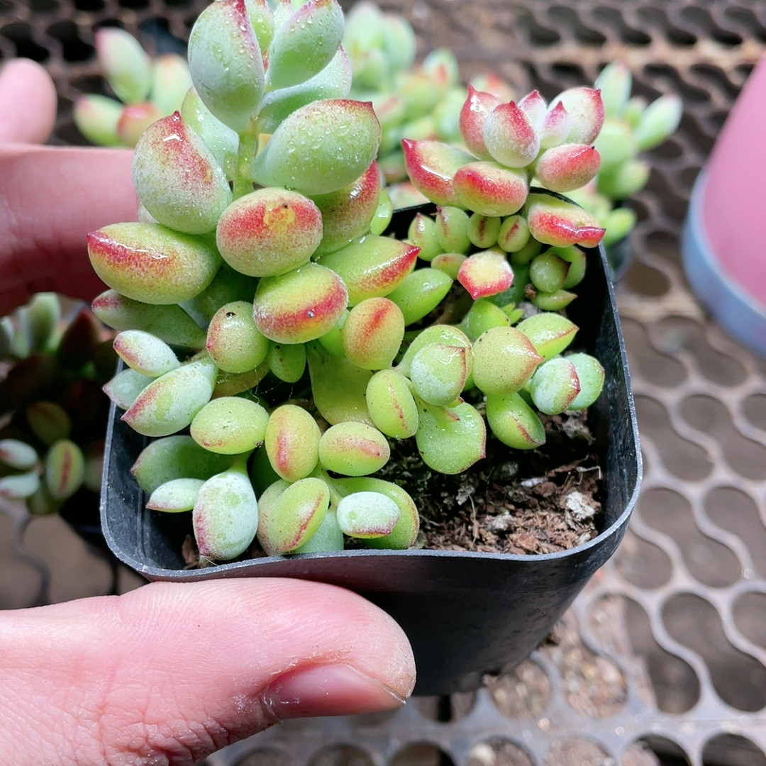 达摩福娘不包损满18包邮,鲜花速递/花卉仿真/绿植园艺,多肉植物,淘宝优惠券,粉丝福利购,淘宝优惠卷