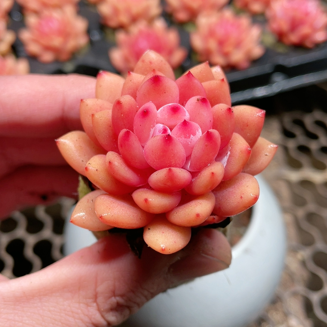 无土星星雪满18包邮,鲜花速递/花卉仿真/绿植园艺,多肉植物,淘宝优惠券,粉丝福利购,淘宝优惠卷