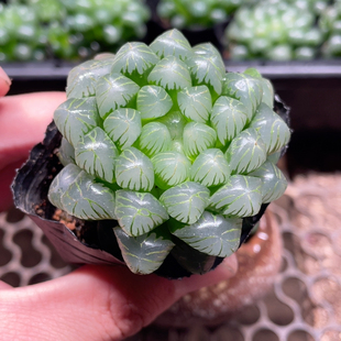 冰灯玉露满18包邮