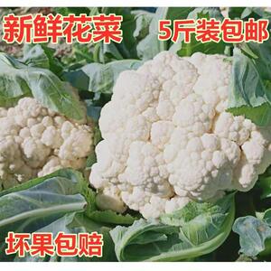 花菜新鲜 5斤农家现摘传统白花菜老品种花椰菜时令蔬菜清脆感菜花