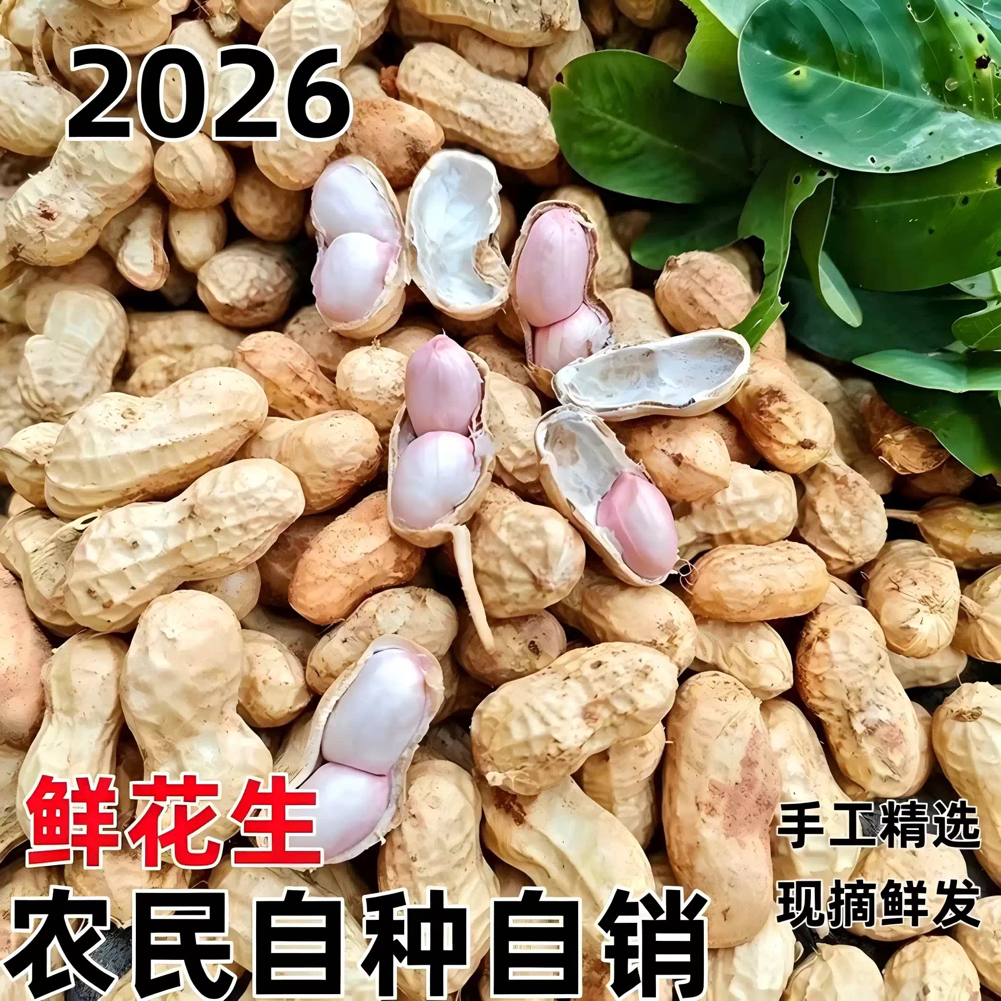 2026河南农家现挖鲜湿大花生
