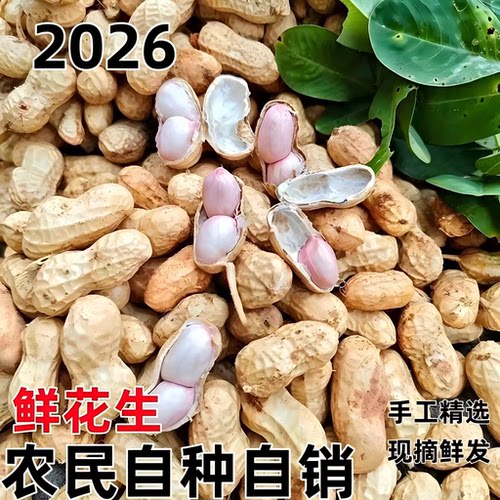 2026河南农家现挖鲜湿大花生