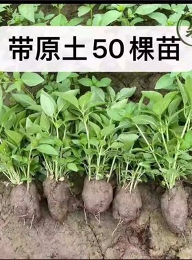 荆芥苗新鲜带根带土秧苗50颗现挖现发新鲜蔬菜大叶荆芥河南