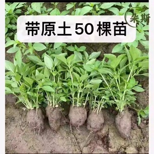 荆芥苗新鲜带根带土秧苗50颗现挖现发新鲜蔬菜大叶荆芥河南