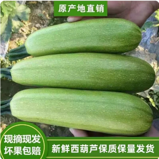 蔬菜白瓜角瓜嫩茭瓜倭瓜特产批发整箱 新鲜西葫芦5斤当季