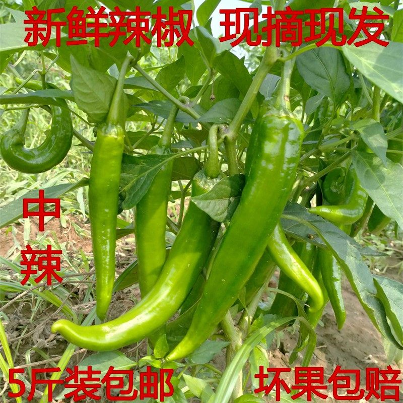现在羊角椒5斤中辣新鲜青辣椒薄辣椒