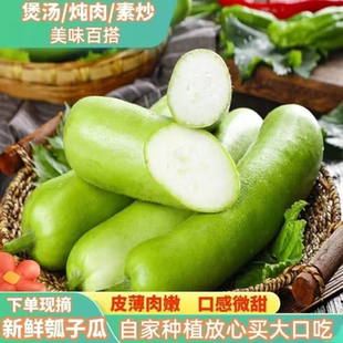新鲜蒲瓜瓠子瓜葫芦瓜丝瓜夜开花清甜肉厚现摘瓠瓜时令新鲜蔬菜
