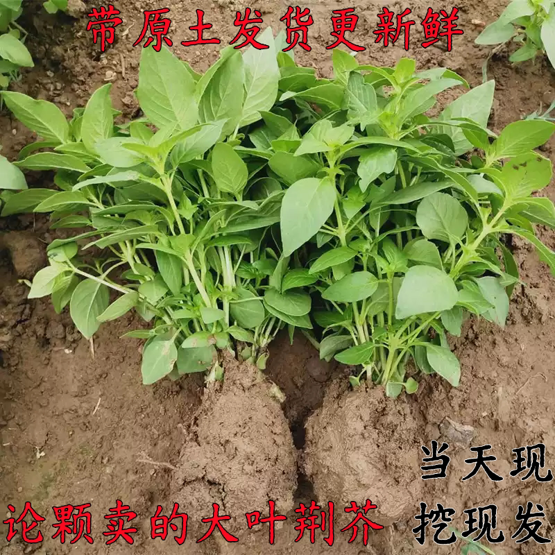 河南现挖新鲜大叶荆芥带根50颗