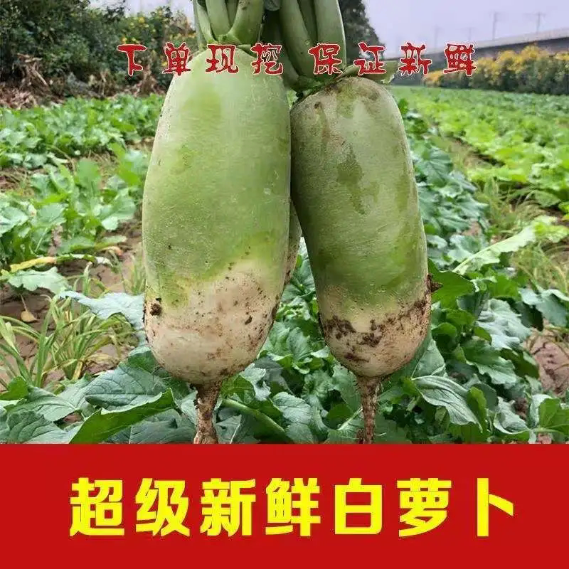 今年新萝卜新鲜萝卜低价3/10斤青萝卜非 水果萝卜生吃青头白萝卜