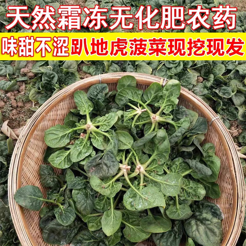 现挖蔬菜农村露天霜冻打菠菜