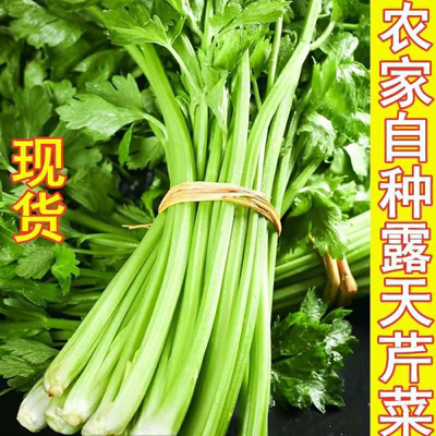 小颗西芹新鲜本地芹菜蔬菜农家自种榨汁芹菜现摘农产品当季叶菜青