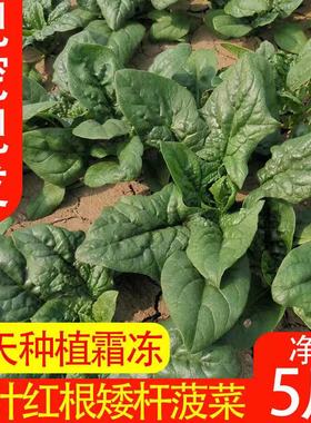 河南现挖蔬菜农村露天霜冻打霜打菠菜矮脚土菠菜新鲜红根菠菜包邮