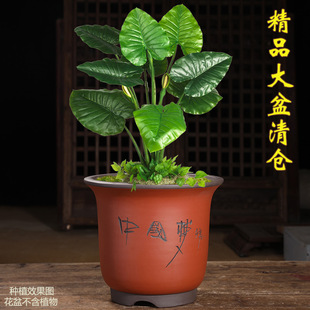 大花盆特大号种树盆龟背竹透气紫砂大口径兰花盆金钱树发财树花盆