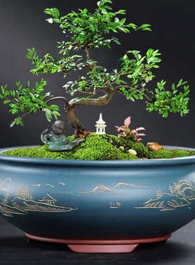 紫砂盆景花盆圆形大口径多肉盆老桩金钱草发财树文竹金弹子矮花盆