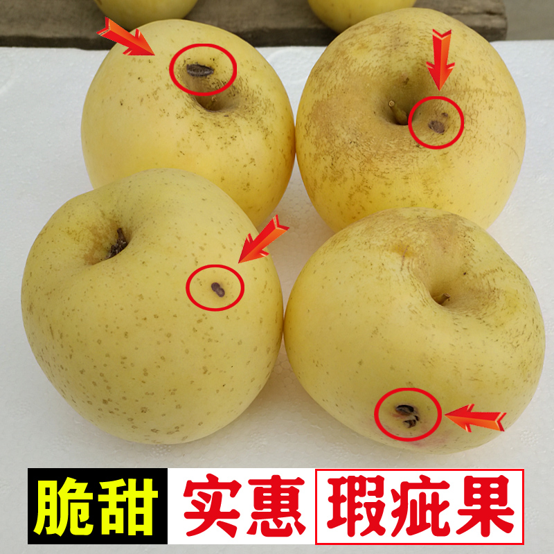 烟台黄金奶油富士苹果瑕疵果实惠