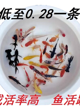 小型好养淡水观赏鱼饲料鱼金鱼活