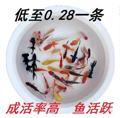 小型好养淡水观赏鱼饲料鱼金鱼活