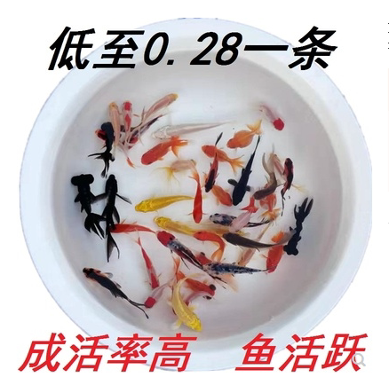 小型好养淡水观赏鱼饲料鱼金鱼活