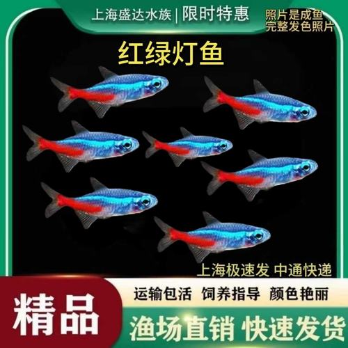 红绿灯鱼宝莲灯鱼淡水活体群游鱼