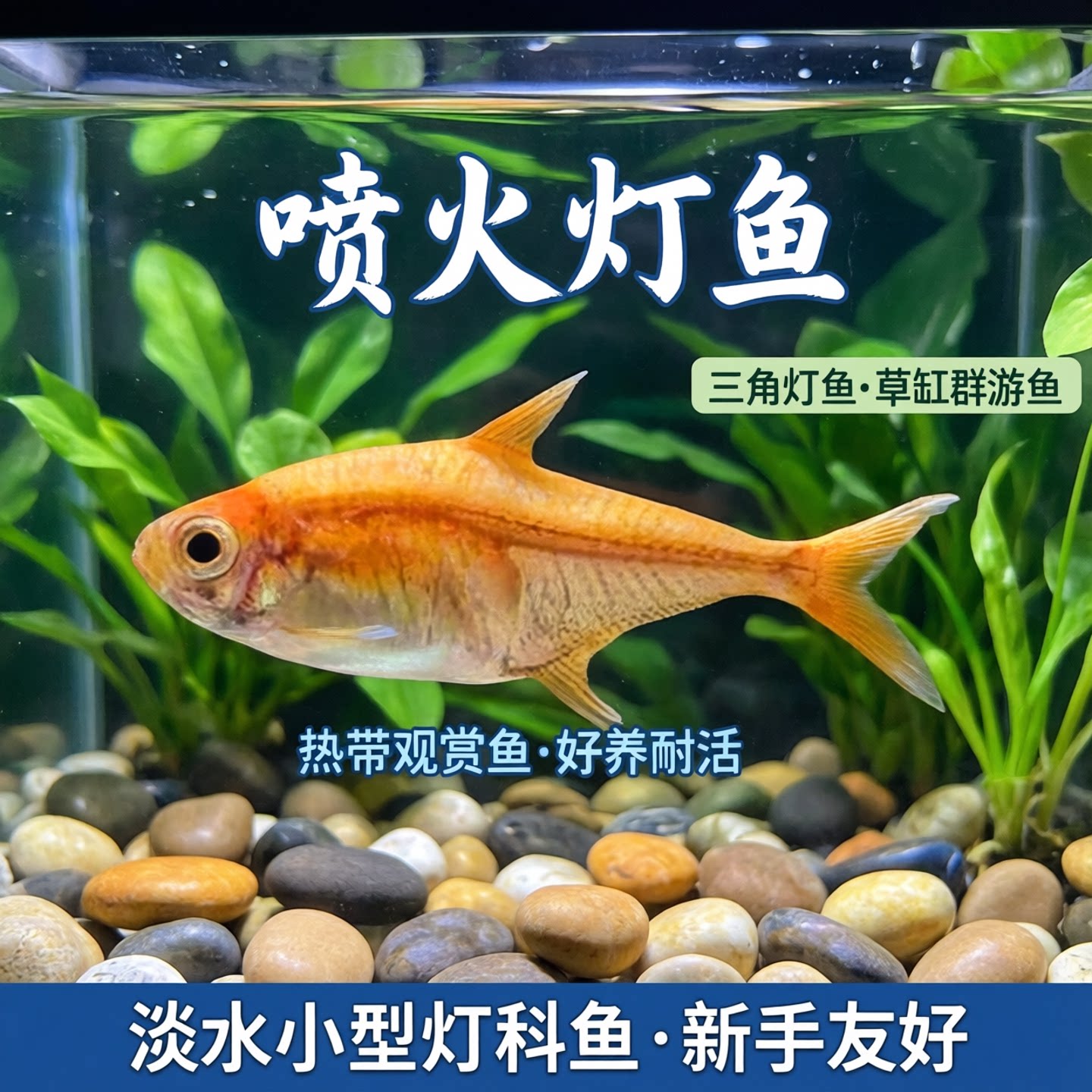 喷火灯鱼热带观赏鱼好养耐活鱼三角灯鱼草缸群游鱼淡水小型灯科鱼