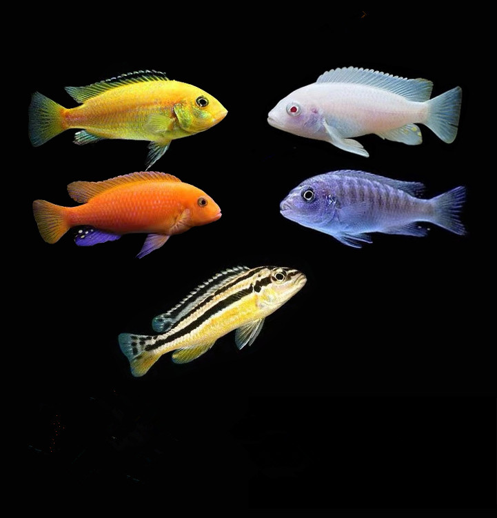 非洲王子鱼寿命图片