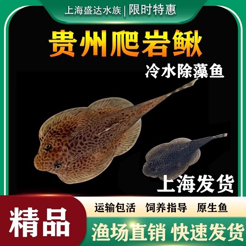 贵州爬岩鳅鱼冷水清道夫工具鱼吃垃圾原生鱼吃丝藻双吸盘观赏小鱼