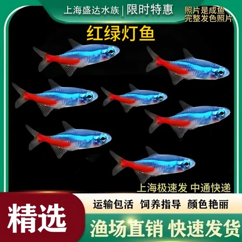 红绿灯鱼宝莲灯鱼淡水活体群游鱼