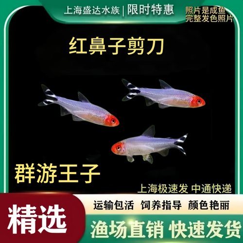 群游鱼草缸鱼红鼻子剪刀鱼钻石灯