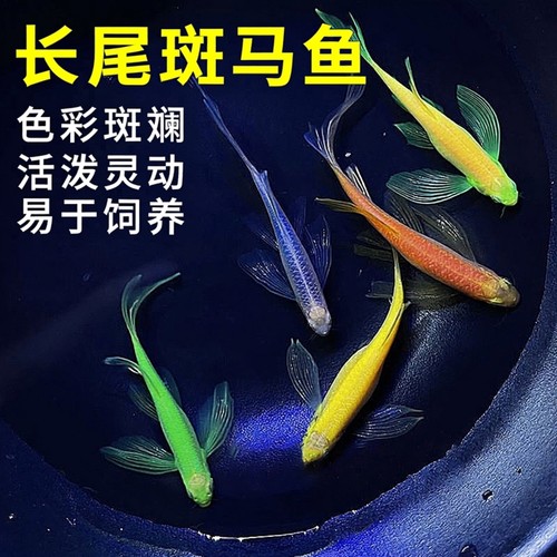 淡水鱼斑马长尾蝶翼热带鱼观赏鱼