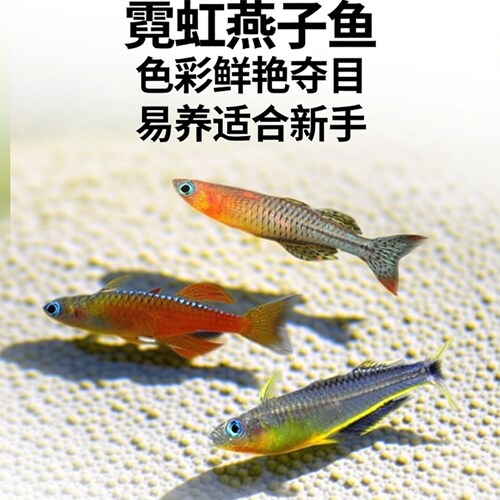 霓虹燕子鱼新郎官珍珠活体