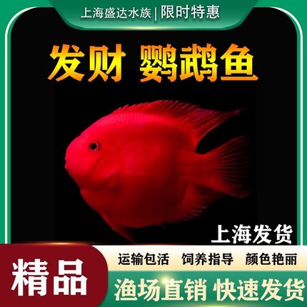 中大型热带鱼观赏鱼梅花血鹦鹉鱼淡水红尾皇冠地图银龙风水发财鱼