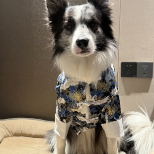 边牧衣服薄款新年唐装衣服中大型犬国风龙袍衣服拉布拉多过年衣服