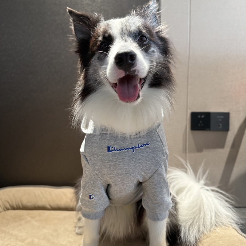 拉布拉多潮牌防掉毛萨摩耶大型犬