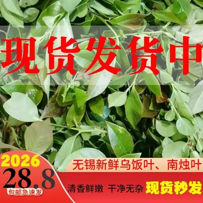 2026新鲜采摘宜兴特产野生乌饭叶