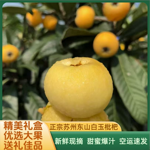 正宗苏州东山白玉枇杷白沙枇杷大果孕妇当季新鲜水果琵琶端午礼盒