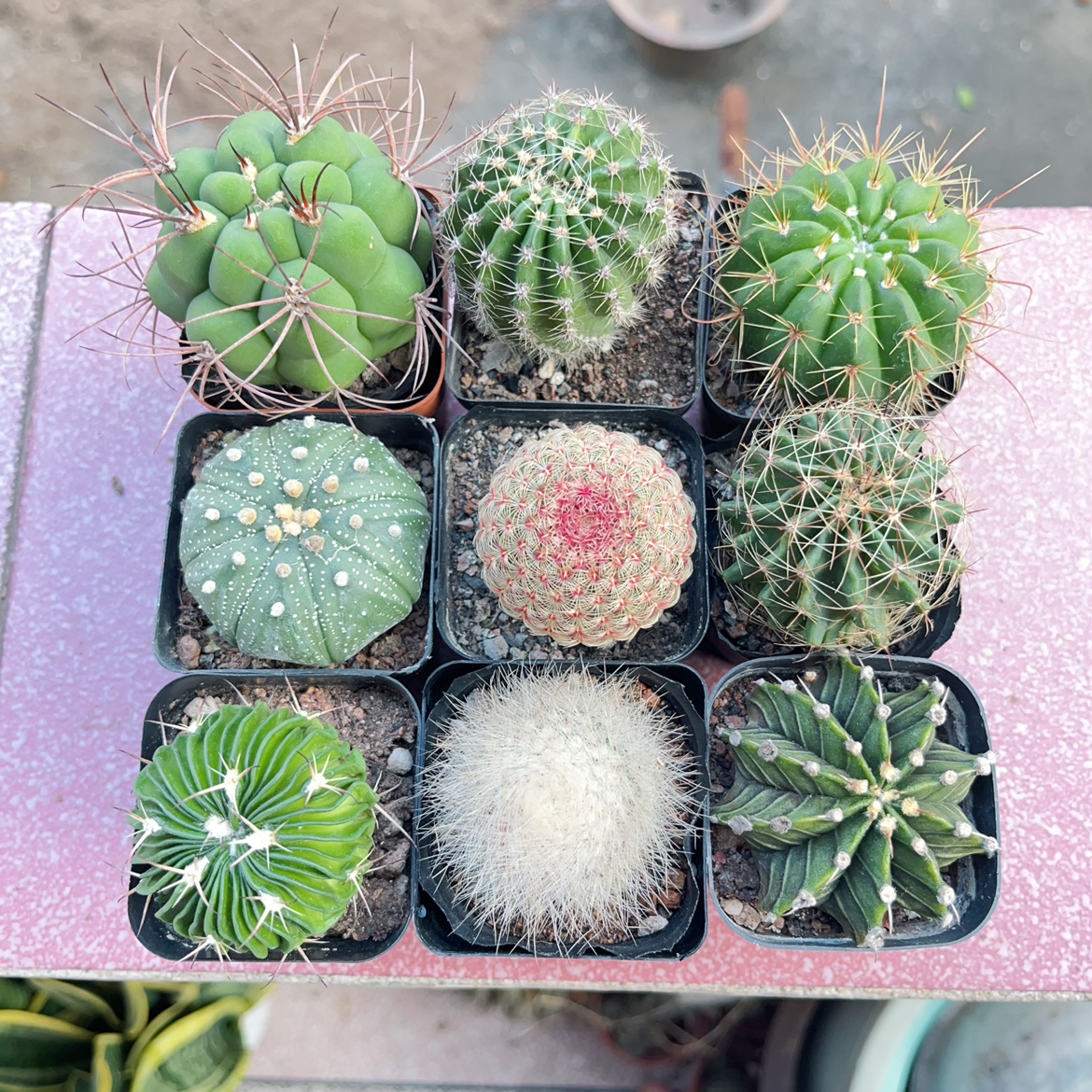 1号 红太阳仙人球实生开花多肉植物盆栽阳台夏季好养绿植组合套餐