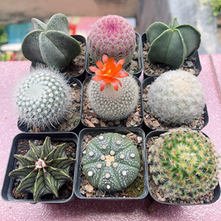 仙人球组合套餐多肉植物室内盆栽绿植花卉盆栽好养活星兜开花小