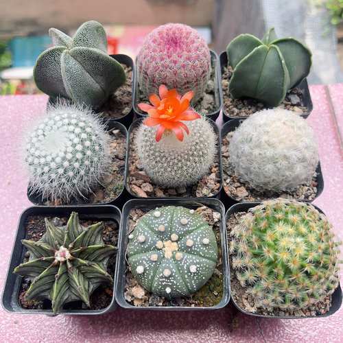 仙人球组合套餐多肉植物室内盆栽绿植花卉盆栽好养活星兜开花小