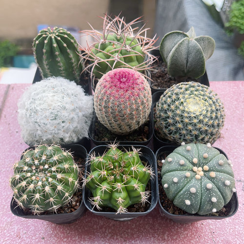 新天地实生仙人球开花仙人掌多肉植物小盆栽新手好养桌面绿植四季