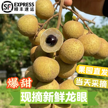广东高州石硖储良龙眼新鲜现摘现发鲜果桂圆鲜甜孕妇水果顺丰包邮