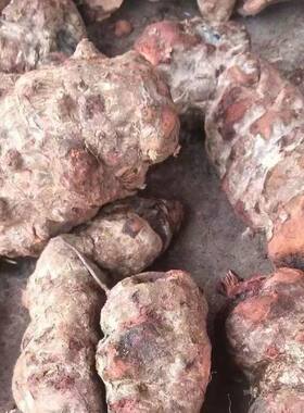 纯红肉纯天然无硫土茯苓干片  新鲜祛湿土茯苓  泡水泡酒煲汤料