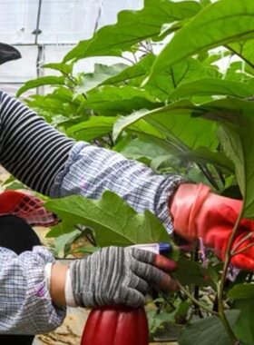 茄子喷花座果药长茄圆茄膨果座果灵喷花药圆茄授粉农用点花药