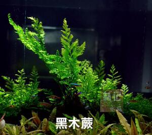 林记水族黑木蕨水下叶阴性水草鱼缸水草缸造景中后景绑沉木水草