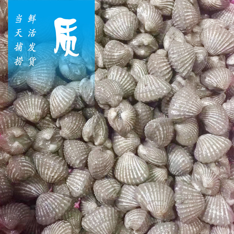 鲜活野生血蛤1000g 东海象山海鲜贝类 毛蛤毛哈毛蚶毛蚶子血蚶