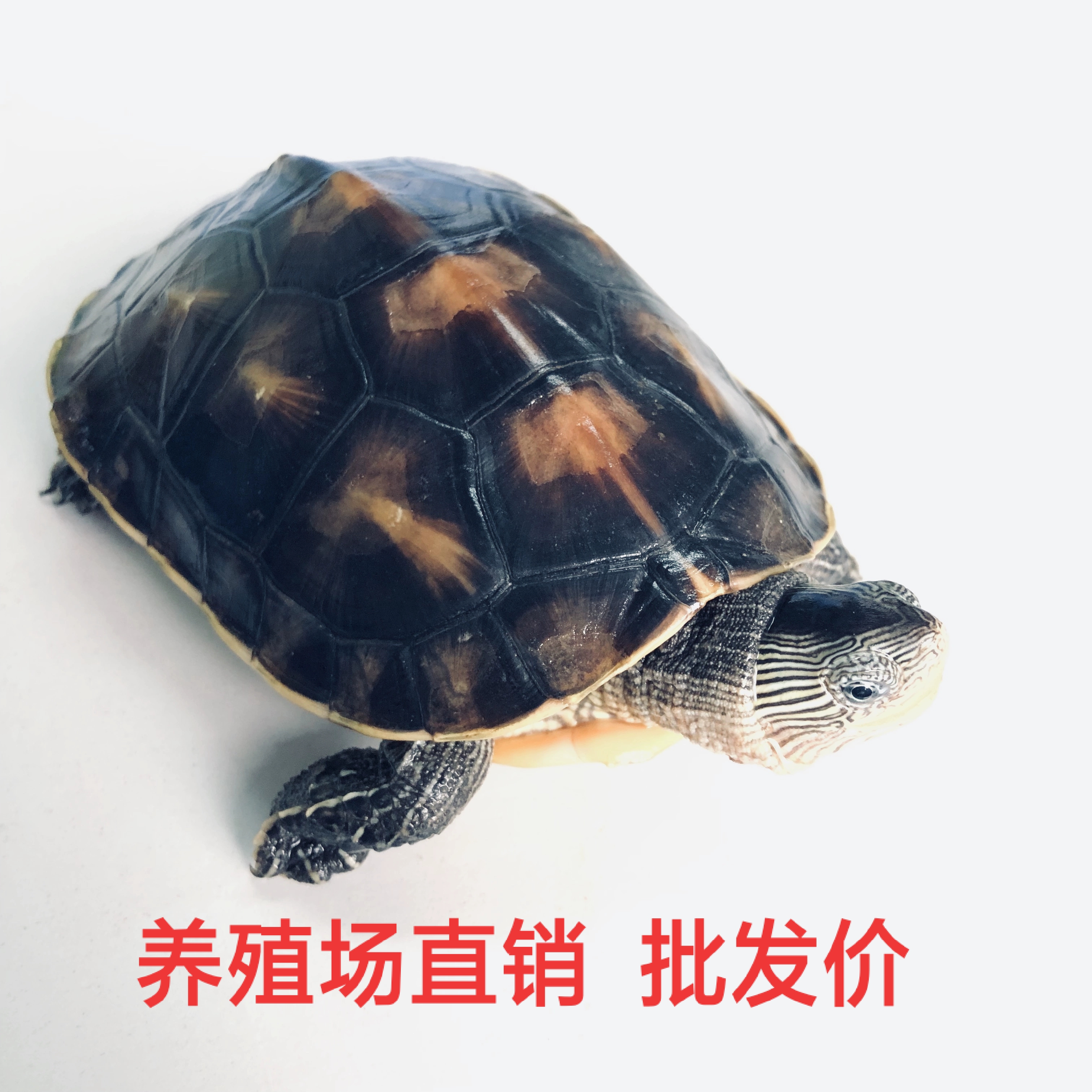 外塘中华龟活体珍珠六线宠物
