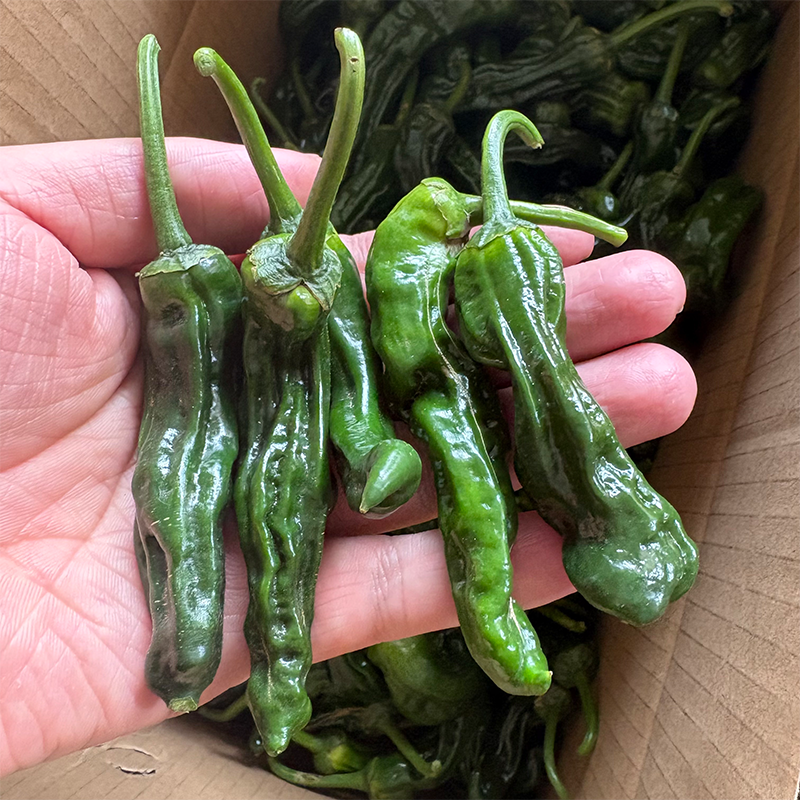 露天邹皮辣椒3-6厘米小妞子