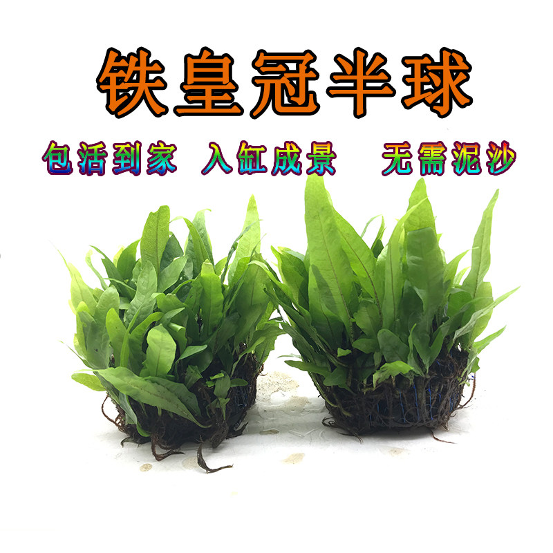 迷你铁皇冠半球 鱼缸造景阴性水草活体入门级无需水草泥入缸即沉