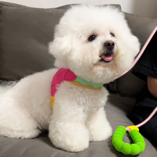 狗狗牵引绳Y型胸背带中小型犬比熊泰迪幼犬专用不勒脖遛狗绳链子